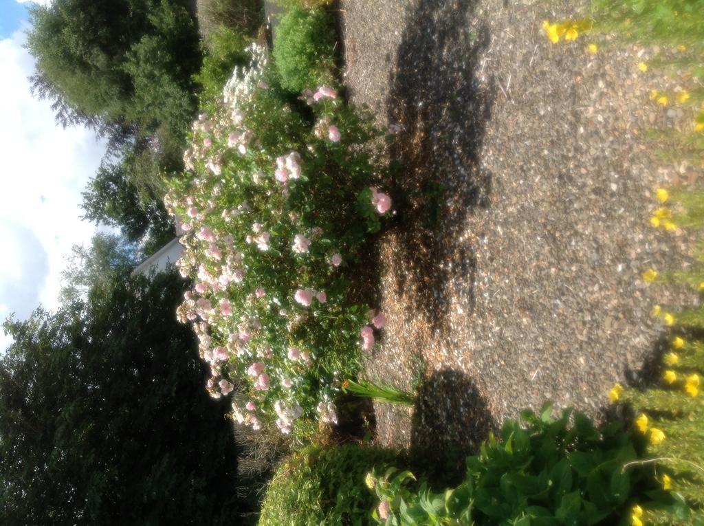 Innisfree B&B Bunratty Eksteriør billede
